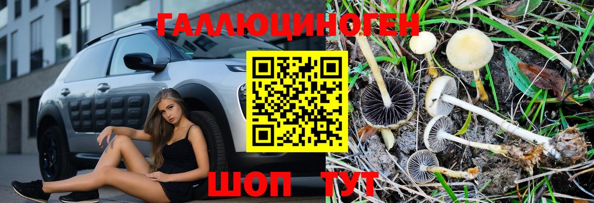 Галлюциногенные грибы Psilocybe Усть-Илимск