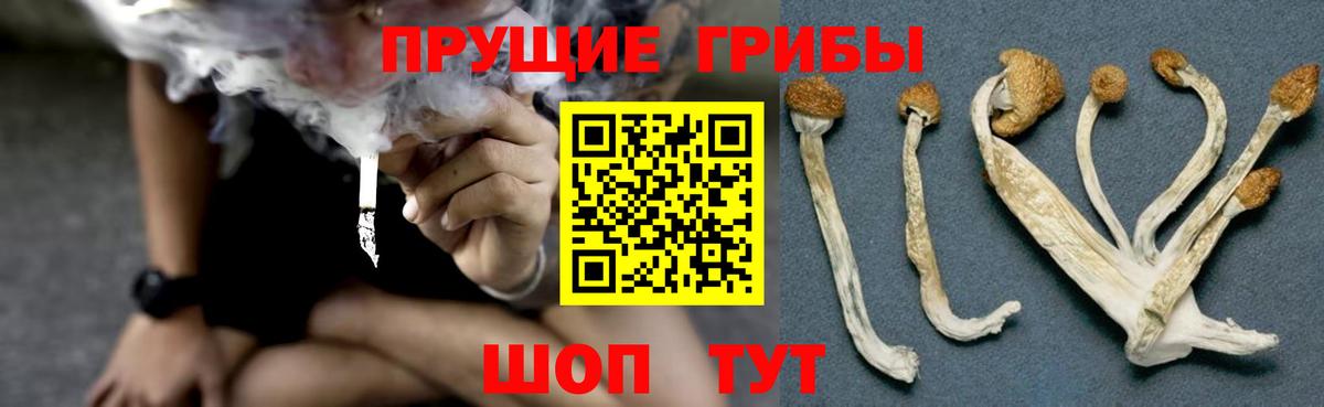 Усть-Илимск  Псилоцибиновые грибы Cubensis  где найти наркотики  Галлюциногенные грибы прущие грибы  Вход с VPN 